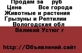 Продам за 50 руб. › Цена ­ 50 - Все города Животные и растения » Грызуны и Рептилии   . Вологодская обл.,Великий Устюг г.